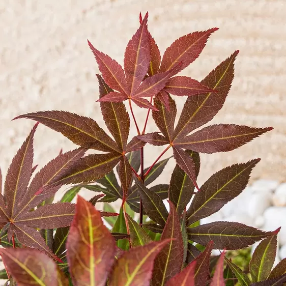 Acer palmatum 'Atropurpureum' 70L - image 2