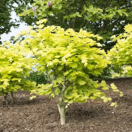 Acer shirasawasnum 'Aureum' 40L