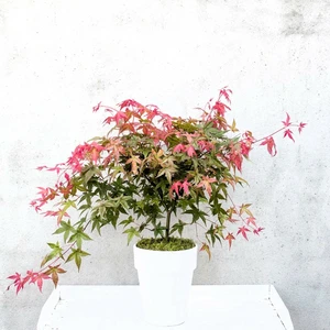 Acer palmatum 'Beni-maiko' 3L - image 1