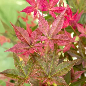 Acer palmatum 'Beni-maiko' 3L - image 1