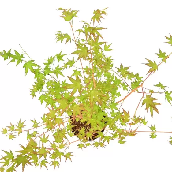 Acer palmatum 'Bi Hō' 7L - image 1