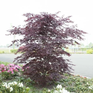 Acer palmatum 'Black Lace' 3L - image 2