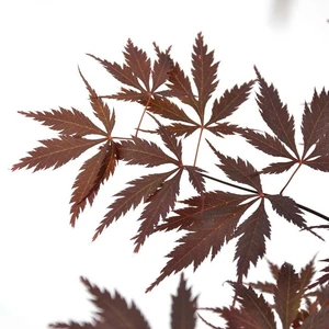 Acer palmatum 'Black Lace' 10L - image 1