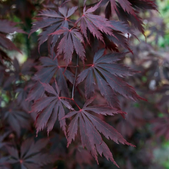 Acer palmatum 'Black Lace' 10L - image 3