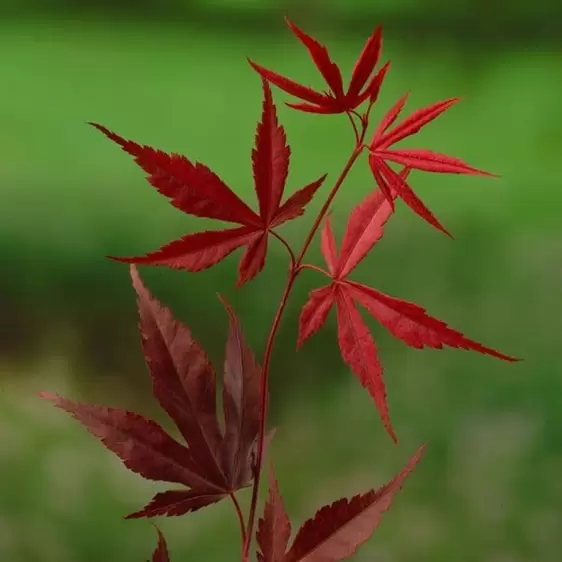 Acer palmatum 'Bloodgood' 15L - image 1