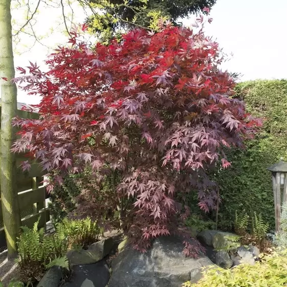 Acer palmatum 'Bloodgood' 15L - image 2