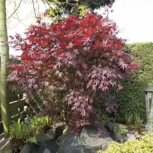 Acer palmatum 'Bloodgood' Standard 25L - image 2