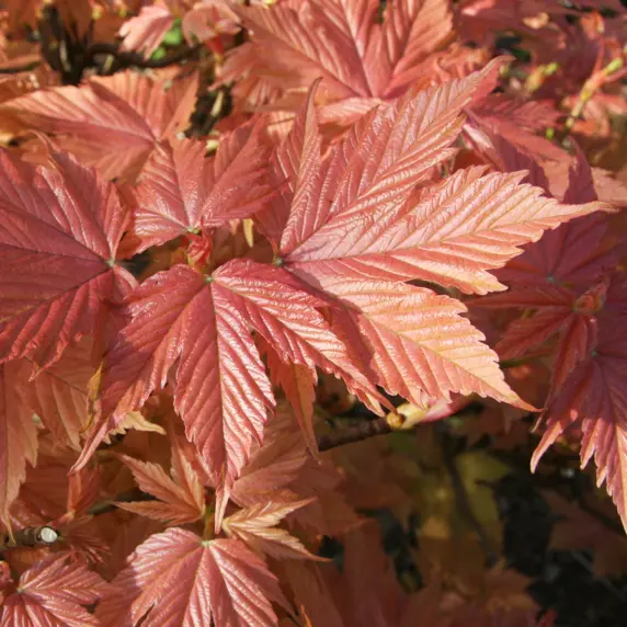 Picture credit - Frank P Matthews