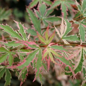 Acer palmatum 'Butterfly' 3L - image 1