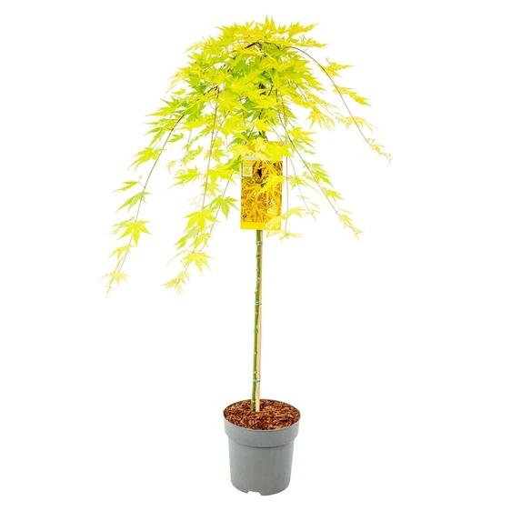 Acer palmatum 'Cascade Citrine' Standard 6.5L - image 3