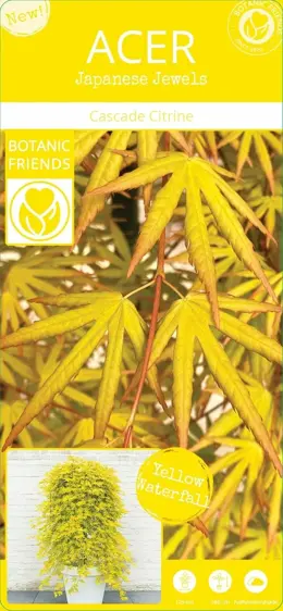 Acer palmatum 'Cascade Citrine' Standard 6.5L - image 4
