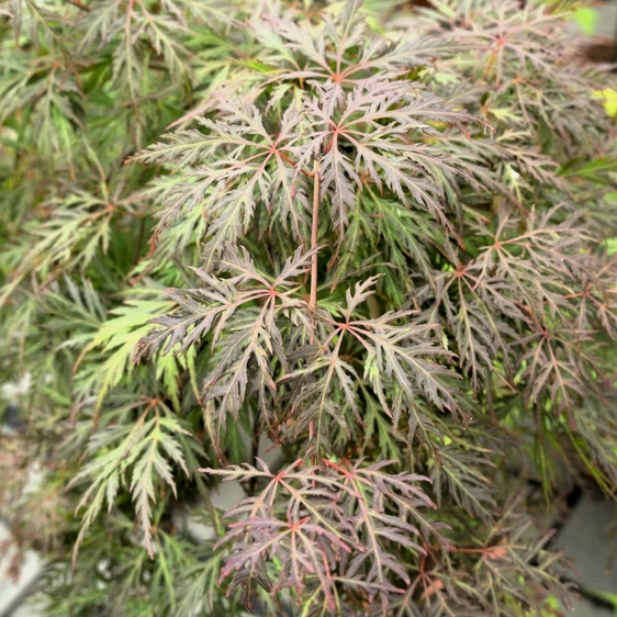 Acer palmatum 'Cascade Crimson' Standard 6.5L - image 1