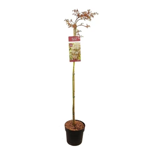 Acer palmatum 'Cascade Crimson' Standard 6.5L - image 3