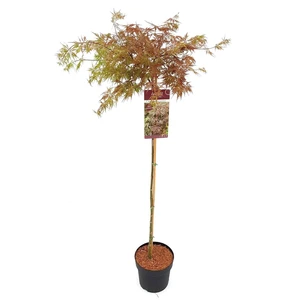 Acer palmatum 'Cascade Crimson' Standard 6.5L - image 4
