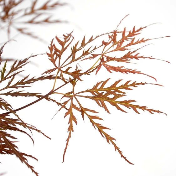 Acer palmatum 'Cascade Crimson' Standard 6.5L - image 2