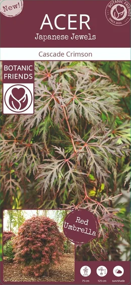 Acer palmatum 'Cascade Crimson' Standard 6.5L - image 5