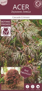 Acer palmatum 'Cascade Crimson' Standard 6.5L - image 5