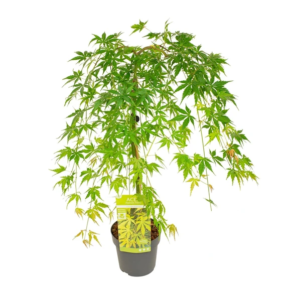 Acer palmatum 'Cascade Emerald' Standard 3L - image 3