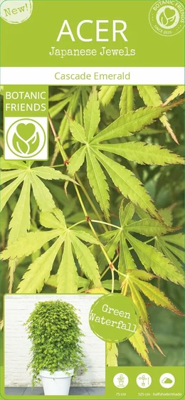 Acer palmatum 'Cascade Emerald' Standard 6.5L - image 3