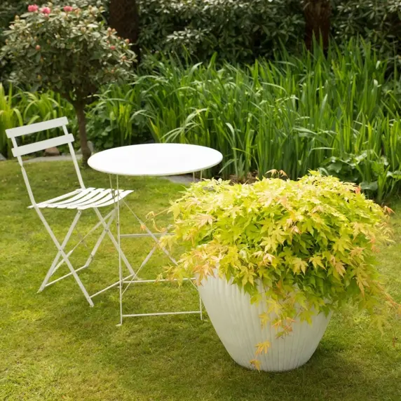 Acer palmatum 'Cascade Gold' Standard 6.5L - image 4