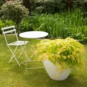 Acer palmatum 'Cascade Gold' Standard 6.5L - image 4