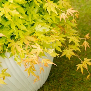 Acer palmatum 'Cascade Gold' Standard 3L - image 2