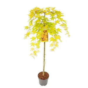 Acer palmatum 'Cascade Gold' Standard 6.5L - image 3