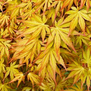 Acer palmatum 'Cascade Gold' Standard 25L - image 1