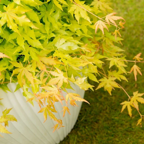 Acer palmatum 'Cascade Gold' Standard 25L - image 2