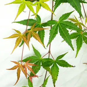 Acer palmatum 'Cascade Ruby' Standard 6.5L - image 1