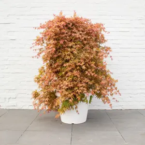 Acer palmatum 'Cascade Ruby' Standard 6.5L - image 2