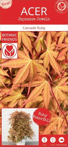 Acer palmatum 'Cascade Ruby' Standard 6.5L - image 4