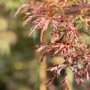 Acer palmatum 'Crimson Princess' Standard 20L
