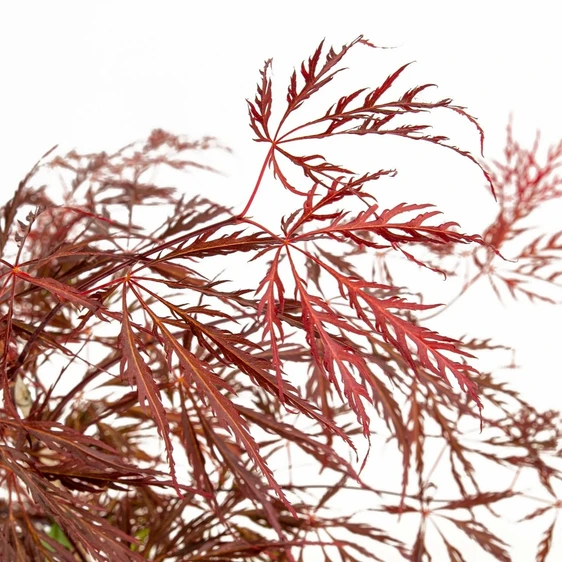 Acer palmatum 'Crimson Queen' 3L - image 1