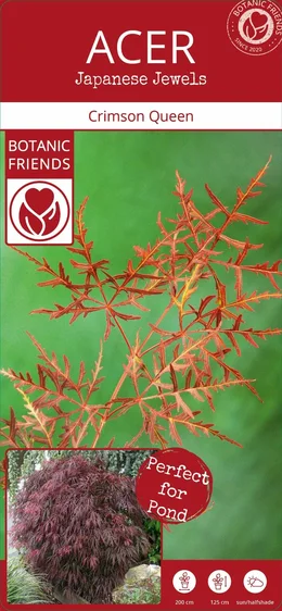 Acer palmatum 'Crimson Queen' 6L - image 3