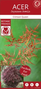 Acer palmatum 'Crimson Queen' 6L - image 3