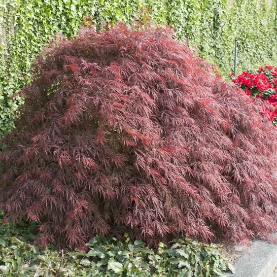 Acer palmatum 'Crimson Queen' Standard 15L - image 2