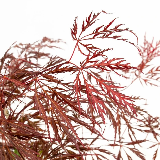 Acer palmatum 'Crimson Queen' Standard 15L - image 1