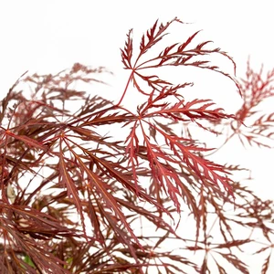 Acer palmatum 'Crimson Queen' Standard 15L - image 1