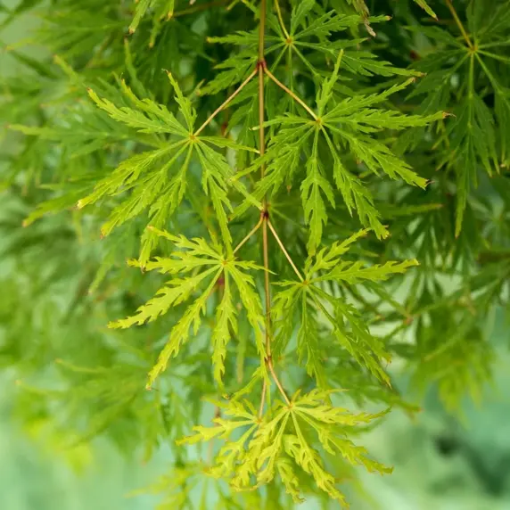 Acer palmatum 'Dissectum' 3L - image 1
