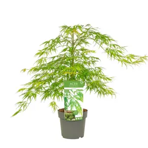 Acer palmatum 'Dissectum' 3L - image 3
