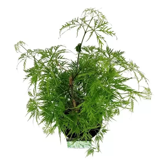 Acer palmatum 'Dissectum' 8L - image 1