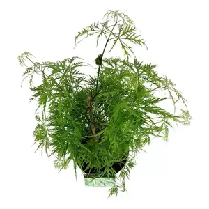 Acer palmatum 'Dissectum' 3L - image 1