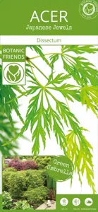 Acer palmatum 'Dissectum' 3L - image 4