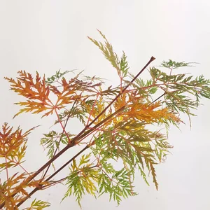 Acer palmatum 'Emerald Lace' - image 2