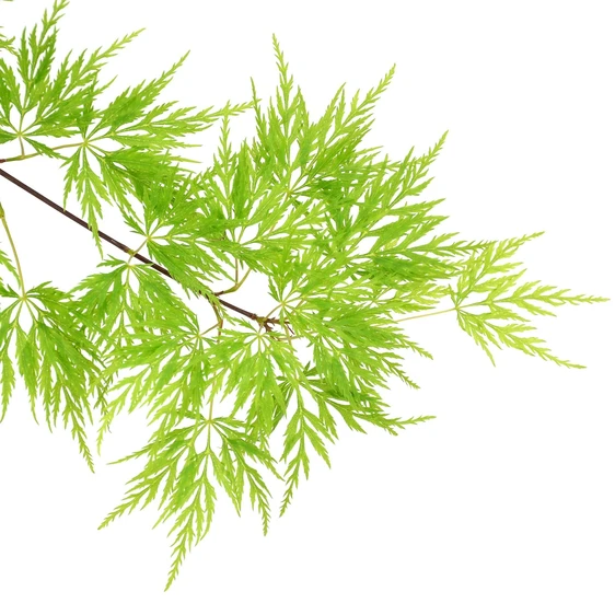 Acer palmatum 'Emerald Lace' - image 1
