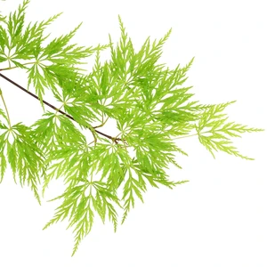 Acer palmatum 'Emerald Lace' - image 3