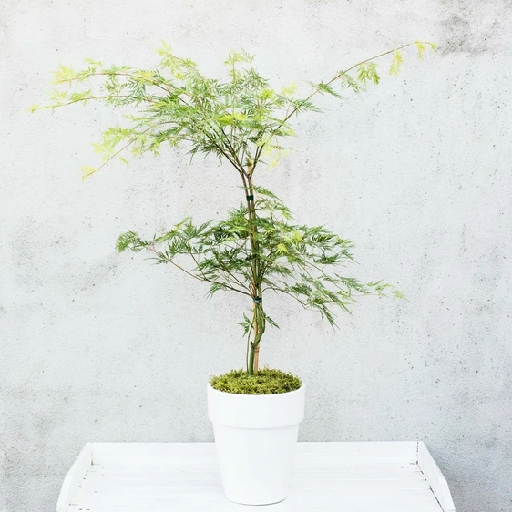Acer palmatum 'Emerald Lace' 15L Standard - image 2