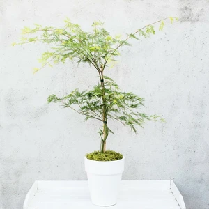 Acer palmatum 'Emerald Lace' 15L Standard - image 2