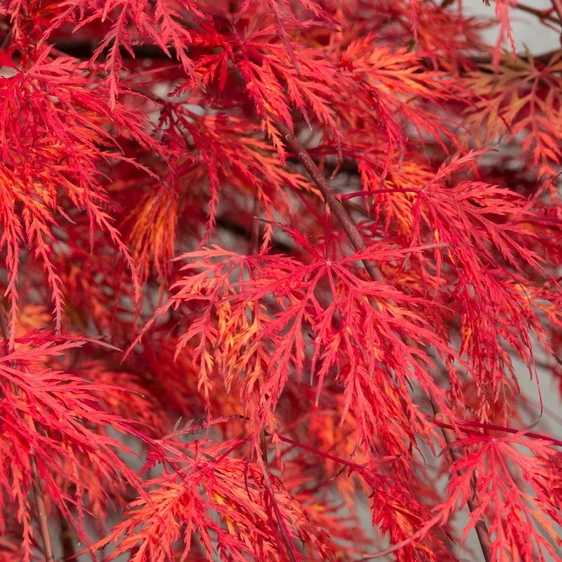 Acer palmatum 'Emerald Lace' 15L Standard - image 3